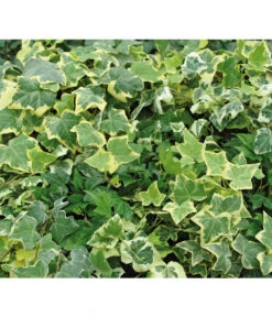 Efeu, Gelbbunt -Gartenbedarf Verkäufe 2024 7211378 BildD 001 EfeuHedGelbbunteSorten