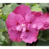 Hibiskus 'Purple Ruffles®' - Garten-Eibisch -Gartenbedarf Verkäufe 2024 7211659 BildFS 001 HibiscusPurpleRuffelsGartenEibischHibSyrPurpleRuffels