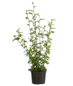 Hibiskus 'Purple Ruffles®' - Garten-Eibisch -Gartenbedarf Verkäufe 2024 7211659 WE FS 001 HibiscusSyriacusPurpleRuffelsRoseneibischHibiskus3LDehnerExpressHerzig