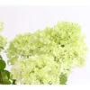 Rispen-Hortensie 'Magical Candle' -Gartenbedarf Verkäufe 2024 7219645 PR DE 001 HortensieHydrangeaMagicalCandle5LDehnerExpressHerzig