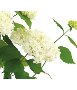 Schneeball-Hortensie 'Annabelle®' -Gartenbedarf Verkäufe 2024 7219967 PR DE 001 HydrangeaHortensieAnnabelle3LDehnerExpressHerzig