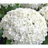 Schneeball-Hortensie 'Annabelle®' -Gartenbedarf Verkäufe 2024 7219967 WE MO 011 HydrangeaHortensieAnnabelle3L