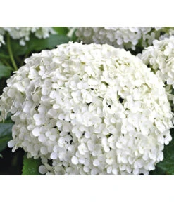 Schneeball-Hortensie 'Annabelle®'
