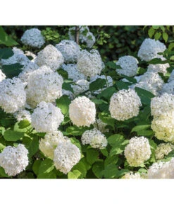 Schneeball-Hortensie 'Annabelle®' -Gartenbedarf Verkäufe 2024 7220056 PR DE 0005 HydrangeaArborescensAnnabelleRetLuckner2014