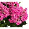 Garten-Hortensie 'Curly Wurly' -Gartenbedarf Verkäufe 2024 7221310 PR DE 001 HydrangeaHortensieCurlyWurlyRosa5LDehnerExpressHerzig