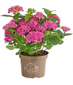 Garten-Hortensie 'Curly Wurly' -Gartenbedarf Verkäufe 2024 7221310 PR FS 001 HydrangeaHortensieCurlyWurlyRosa5LDehnerExpressHerzigRet