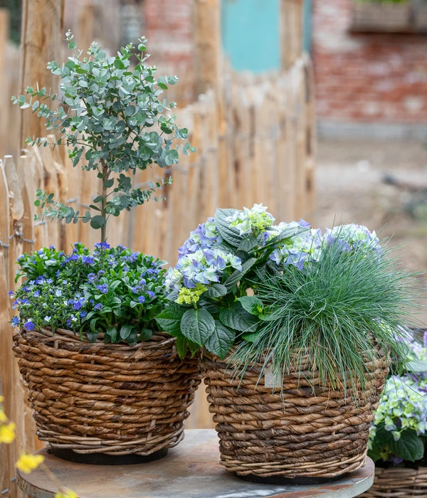 Vergissmeinnicht 'Myomark' 7 Vergissmeinnicht 'Myomark' – Bild 5