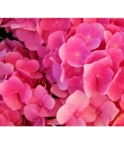 Schneeball-Hortensie 'Pink Annabelle®' -Gartenbedarf Verkäufe 2024 7223878 HydrangeaHortensiePinkAnnabelle Pixabay