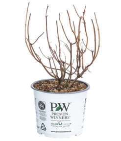 Schneeball-Hortensie 'Pink Annabelle®' -Gartenbedarf Verkäufe 2024 7223878 WE FS 001 HydrangeaPinkAnnabel