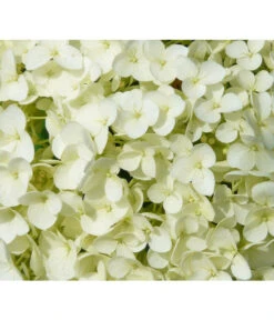 Schneeball-Hortensie 'Strong Annabelle®' -Gartenbedarf Verkäufe 2024 7223886 WE DE 001 HortensieHydrangeaStrongAnabelle Pixabay