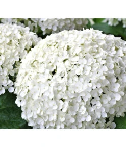 Schneeball-Hortensie 'Strong Annabelle®' -Gartenbedarf Verkäufe 2024 7223886 WE DE 002 HortensieHydrangeaStrongAnabelle Pixabay