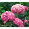 Schneeball-Hortensie 'Pink Annabelle®' -Gartenbedarf Verkäufe 2024 7223910 BildFS 001 BallHortensieHydPinkAnnabelle