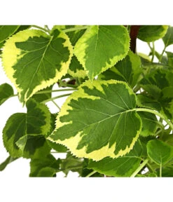 Kletter-Hortensie 'Miranda' - Hydrangea -Gartenbedarf Verkäufe 2024 7224637 WE DE 001 HydrangeaAnomalaPetiolarisMirandaKletterhortensie2LDehnerExpressHerzig