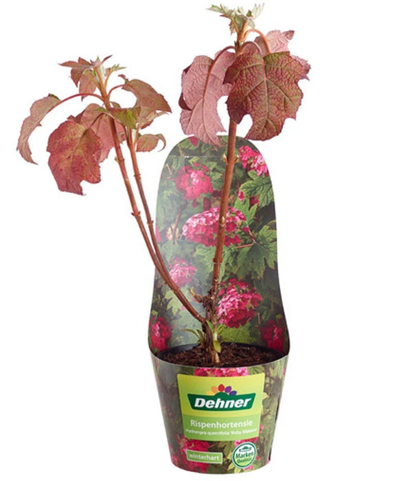 Rispen-Hortensie 'Ruby Slippers' 3 Rispen-Hortensie 'Ruby Slippers'