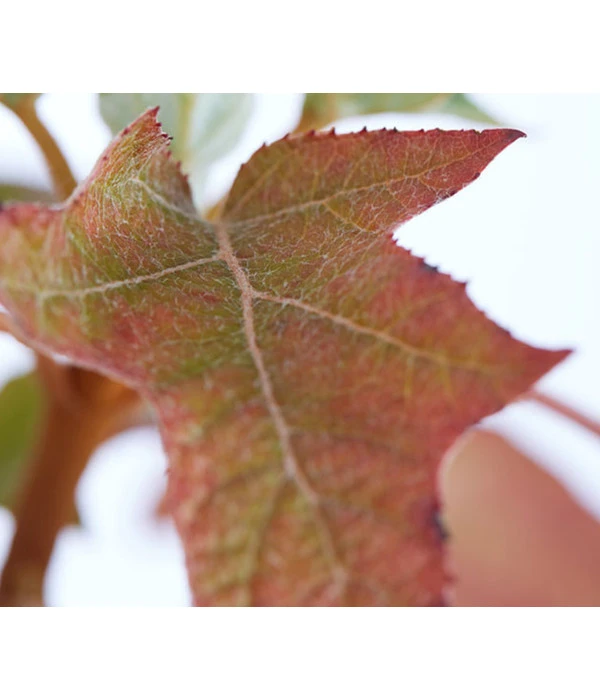 Rispen-Hortensie 'Ruby Slippers' 4 Rispen-Hortensie 'Ruby Slippers' – Bild 2