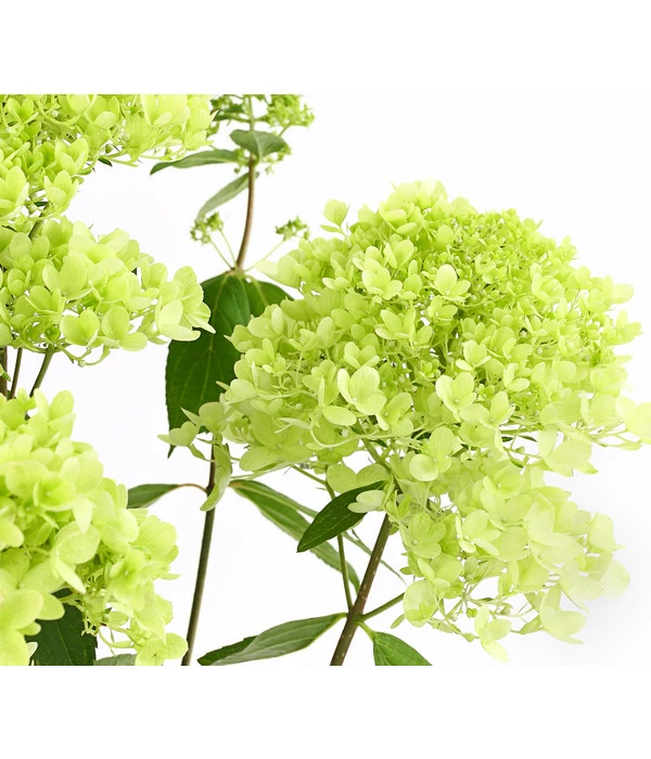 Rispen-Hortensie 'Magical Summer' 3 Rispen-Hortensie 'Magical Summer'