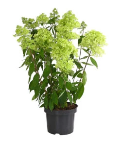 Rispen-Hortensie 'Magical Summer' 5 Rispen-Hortensie 'Magical Summer' -Gartenbedarf Verkäufe 2024 7225535 WE FS 001 HortensieHydrangeaMagicalSummer5LDehnerExpressHerzig