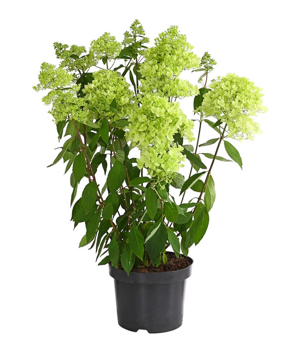 Rispen-Hortensie 'Magical Summer' 4 Rispen-Hortensie 'Magical Summer' – Bild 2