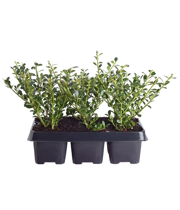 Japanische Stechpalme, 6er-Schale 3 Japanische Stechpalme, 6er-Schale