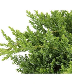 Japanischer Kriech-Wacholder 'Nana' 7 Japanischer Kriech-Wacholder 'Nana' -Gartenbedarf Verkäufe 2024 7251705 PR DE 001 JuniperusWacholderProcumbensNana13CDehnerExpressHerzig