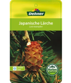 Japanische Lärche 8 Japanische Lärche -Gartenbedarf Verkäufe 2024 7261548 JapanischeLaerche Etikett 1