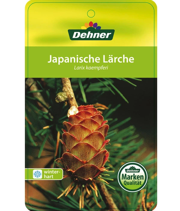 Japanische Lärche 5 Japanische Lärche – Bild 3
