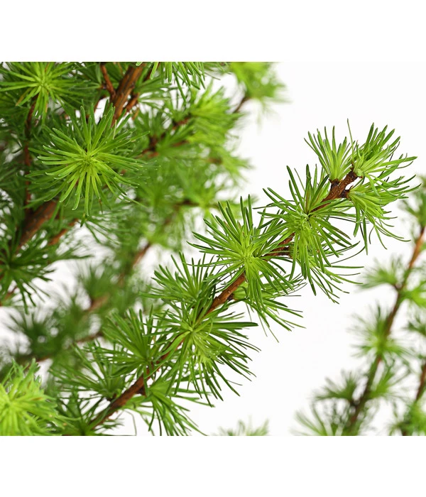 Japanische Lärche 4 Japanische Lärche – Bild 2