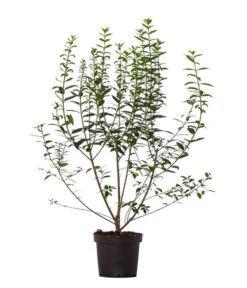 17 Meter Ovalblättriger Liguster, 50 X Ca. 60-100 Cm -Gartenbedarf Verkäufe 2024 7265457 WE FS 002 LigustrumovalifoliumLiguster17Meter