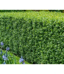 25 Meter Wintergrüner Liguster 'Atrovirens', 100 X Ca. 60-100 Cm 5 25 Meter Wintergrüner Liguster 'Atrovirens', 100 X Ca. 60-100 Cm -Gartenbedarf Verkäufe 2024 7266174 WE MO 001 Liguster 4