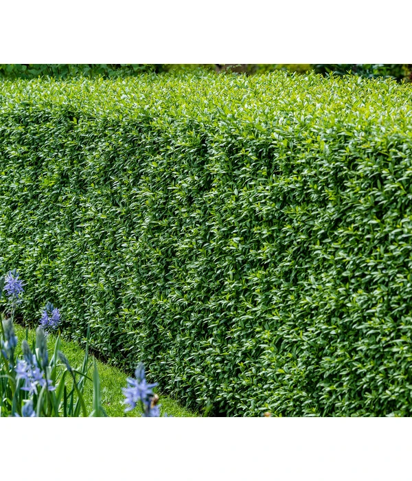 25 Meter Wintergrüner Liguster 'Atrovirens', 100 X Ca. 60-100 Cm 4 25 Meter Wintergrüner Liguster 'Atrovirens', 100 X Ca. 60-100 Cm – Bild 2
