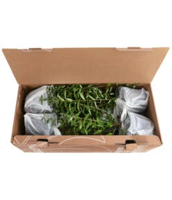 1-1,5 Meter Liguster, 5 X Ca. 30-35 Cm -Gartenbedarf Verkäufe 2024 7266513 PR FS 002 LigustrumAtrovirens1MeterDehnerExpressHerzig