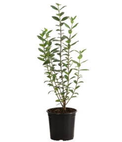 Gartenbedarf Verkäufe 2024 -Gartenbedarf Verkäufe 2024 7266513 PR FS 003 LigustrumAtrovirens1MeterDehnerExpressHerzig