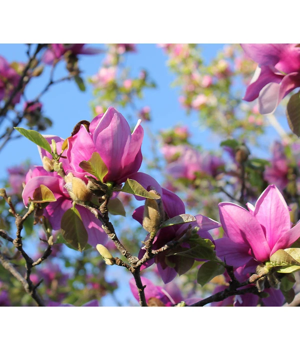 Magnolie 'Genie' 3 Magnolie 'Genie'