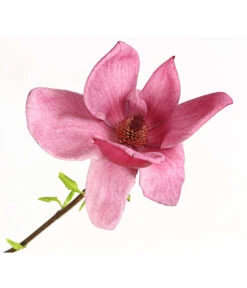 Magnolie 'Genie' 7 Magnolie 'Genie' -Gartenbedarf Verkäufe 2024 7272941 WE DE 001 MagnoliaMagnolieGenie5LDehnerExpressHerzig