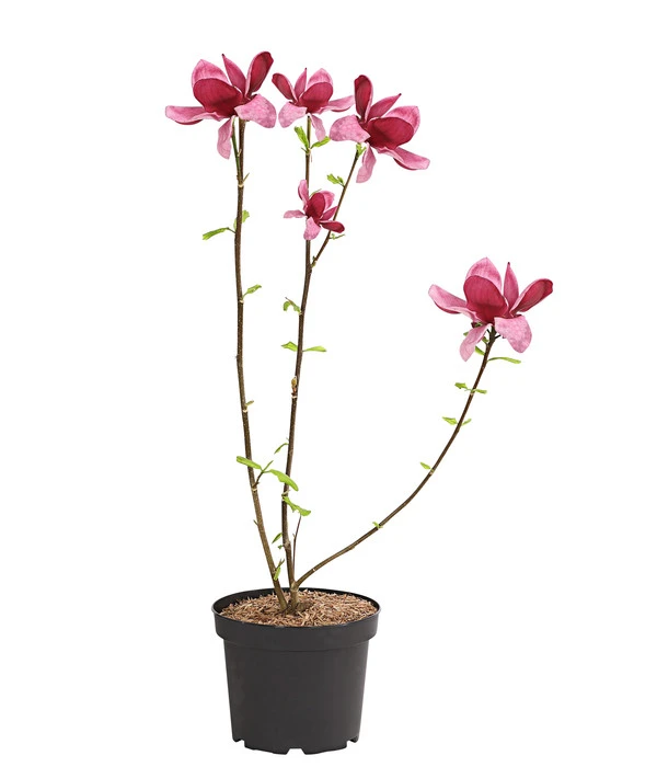 Magnolie 'Genie' 4 Magnolie 'Genie' – Bild 2