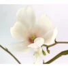 Tulpen-Magnolie 'Alba Superba' -Gartenbedarf Verkäufe 2024 7273030 WE DE MagnoliaMagnolieSoulangianaSuperba7LDehnerExpressHerzig