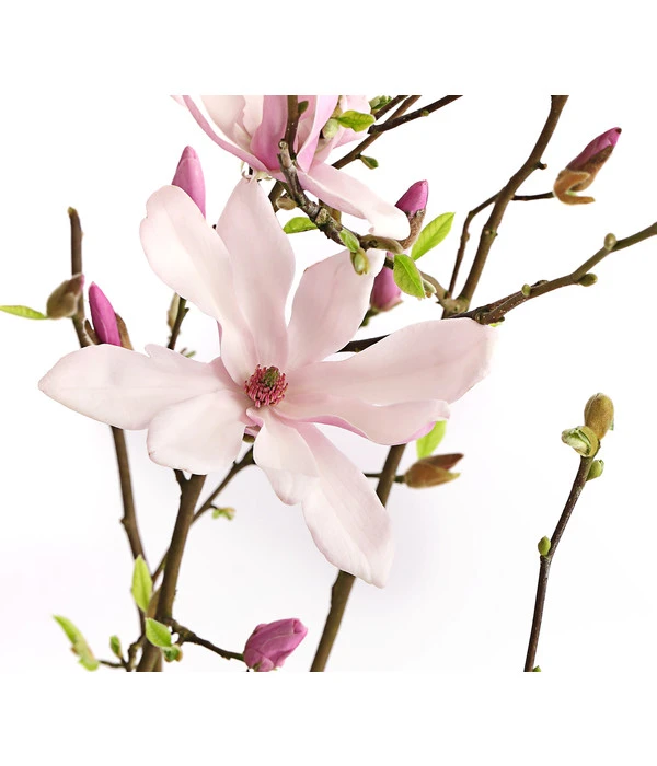 Rosa Stern-Magnolie 'George Henry Kern' 3 Rosa Stern-Magnolie 'George Henry Kern'