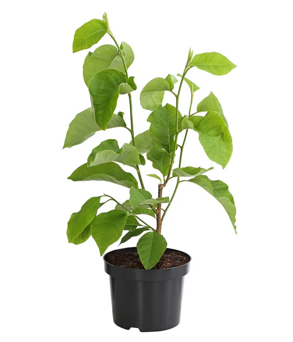 Duft-Magnolie 'Yellow Bird' 3 Duft-Magnolie 'Yellow Bird'