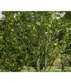 Duft-Magnolie 'Yellow Bird' 6 Duft-Magnolie 'Yellow Bird' -Gartenbedarf Verkäufe 2024 7275860 PR MO 001 MagnoliaYellowBirdLucknerRet