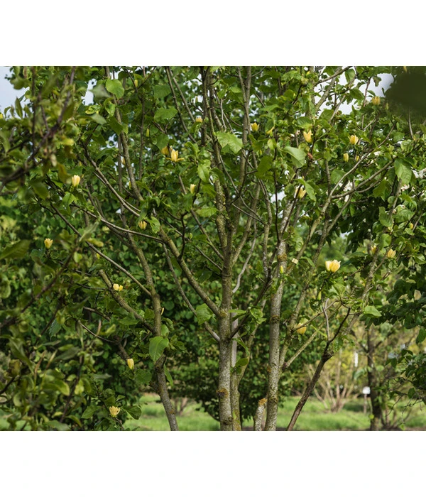 Duft-Magnolie 'Yellow Bird' 4 Duft-Magnolie 'Yellow Bird' – Bild 2