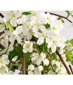 Hänge-Zier-Apfel 'Fontana', Stämmchen 10 Hänge-Zier-Apfel 'Fontana', Stämmchen -Gartenbedarf Verkäufe 2024 7282213 WE DE 001 MalusZierapfelFontana5LStammDehnerExpressHerzig