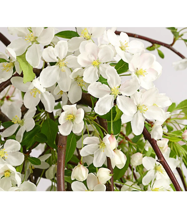 Hänge-Zier-Apfel 'Fontana', Stämmchen 6 Hänge-Zier-Apfel 'Fontana', Stämmchen – Bild 4