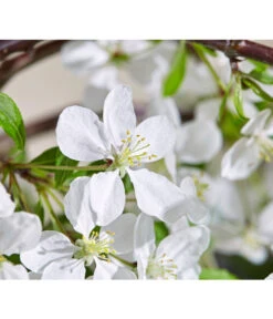 Hänge-Zier-Apfel 'Fontana', Stämmchen 11 Hänge-Zier-Apfel 'Fontana', Stämmchen -Gartenbedarf Verkäufe 2024 7282213 WE DE 003 MalusFontanaMagazin