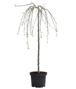 Hänge-Zier-Apfel 'Fontana', Stämmchen 8 Hänge-Zier-Apfel 'Fontana', Stämmchen -Gartenbedarf Verkäufe 2024 7282213 WE FS 001 MalusFontanaZierapfelStamm