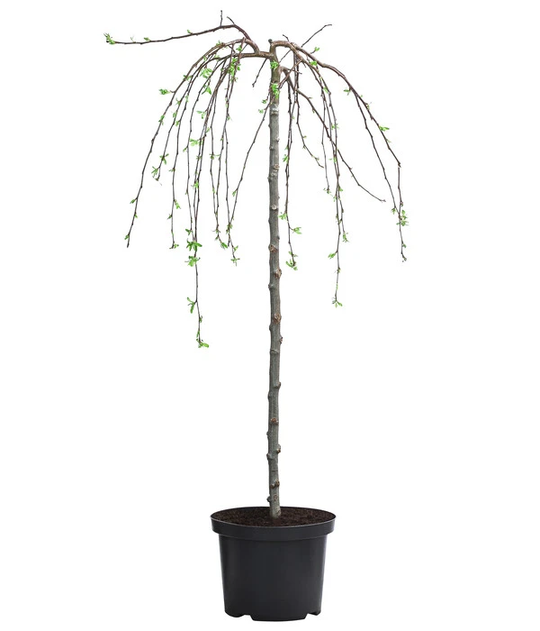 Hänge-Zier-Apfel 'Fontana', Stämmchen 4 Hänge-Zier-Apfel 'Fontana', Stämmchen – Bild 2