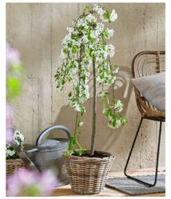 Hänge-Zier-Apfel 'Fontana', Stämmchen 9 Hänge-Zier-Apfel 'Fontana', Stämmchen -Gartenbedarf Verkäufe 2024 7282213 WE MO 002 MalusFontanaMagazin