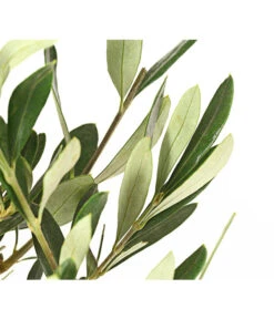 Olive, Busch -Gartenbedarf Verkäufe 2024 7296908 WE DE 001 OleaEuropaeaT16DehnerExpressHerzig