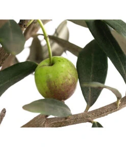 Olive, Busch -Gartenbedarf Verkäufe 2024 7296908 WE DE 001 OliveEuropeaT15