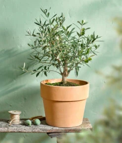 Olive, Busch -Gartenbedarf Verkäufe 2024 7296908 WE MO 001 OleaOlivenbuschT16