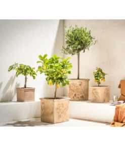 Feige, Hell -Gartenbedarf Verkäufe 2024 7296940 7186505 7121171 7120942 WE MO 002 OliveZitronenbaumCitrusFeigeCalamondin